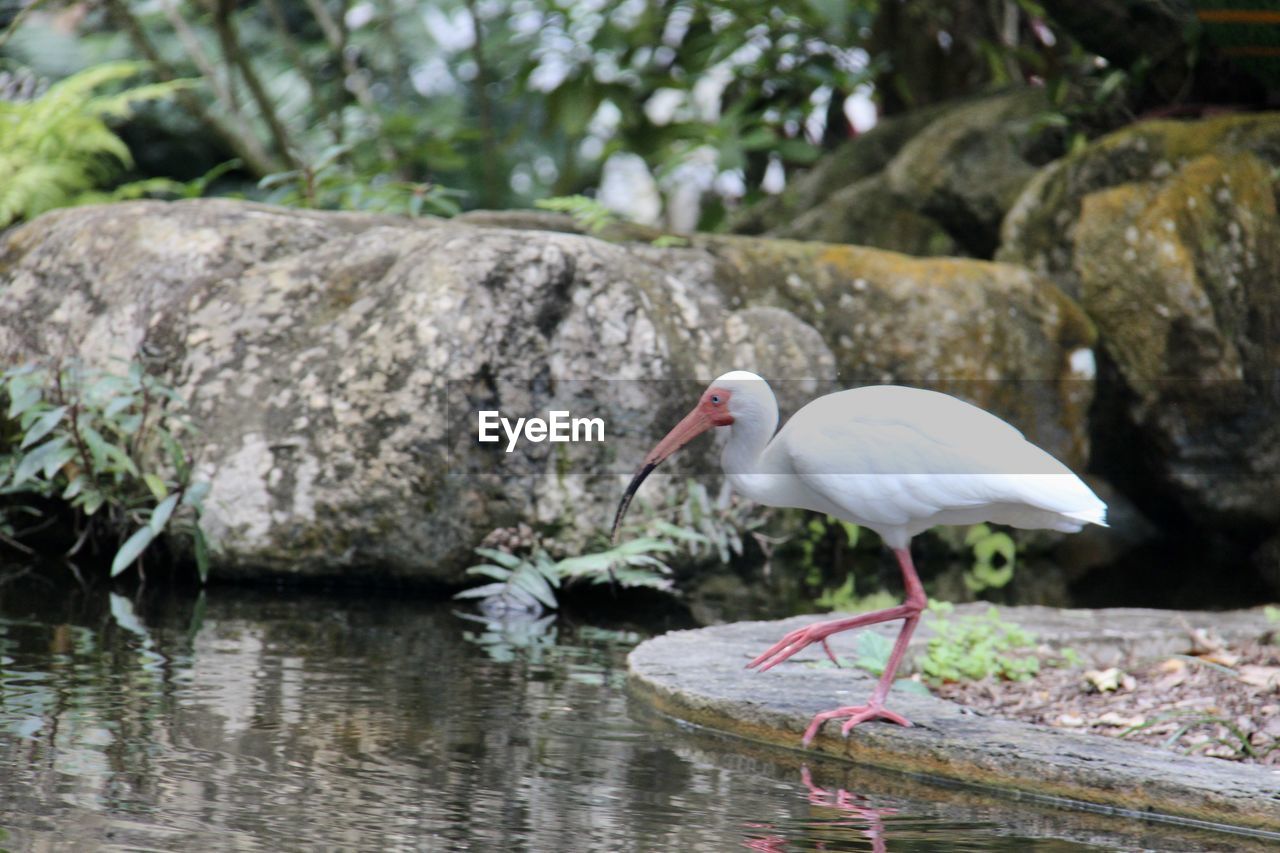 BIRDS PERCHING ON ROCK