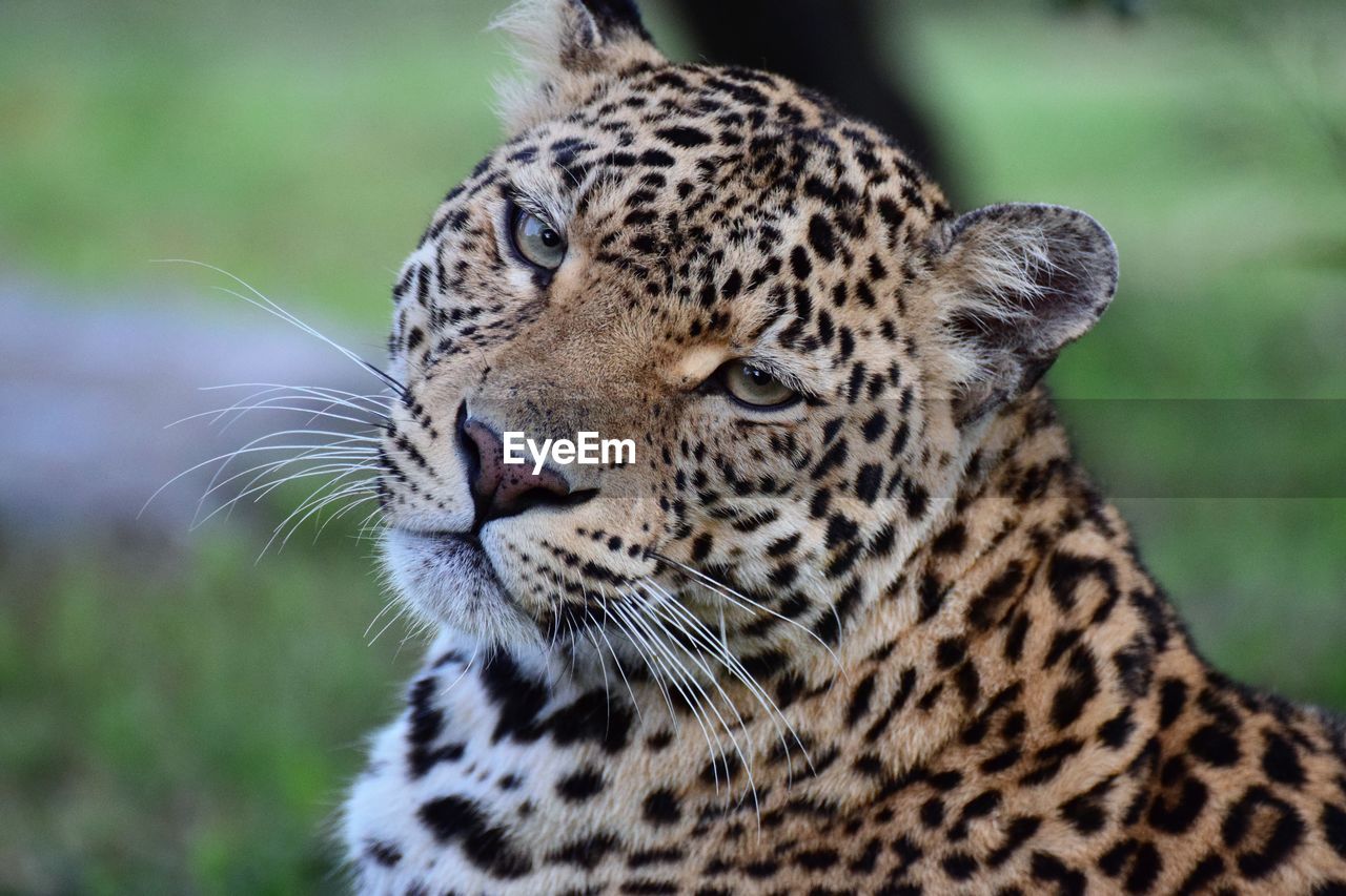 Close-up of leopard