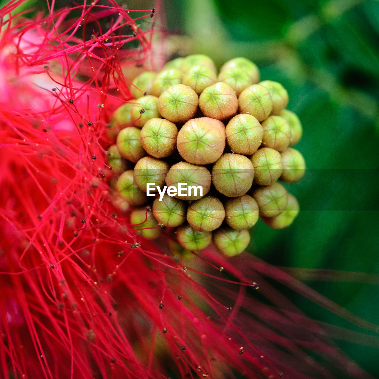 Close-up of fruits growing outdoors