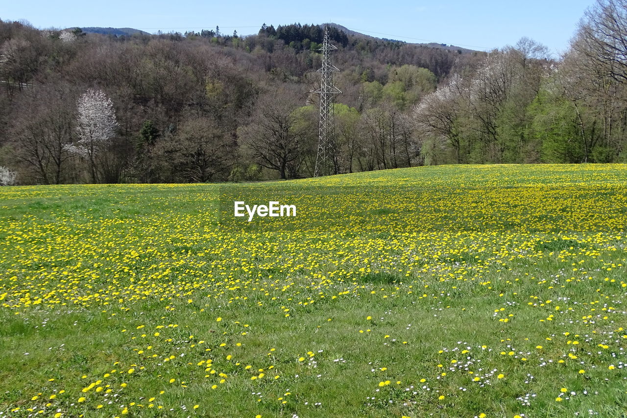 SCENIC VIEW OF GRASSY FIELD AND TREES DURING RAINY SEASON