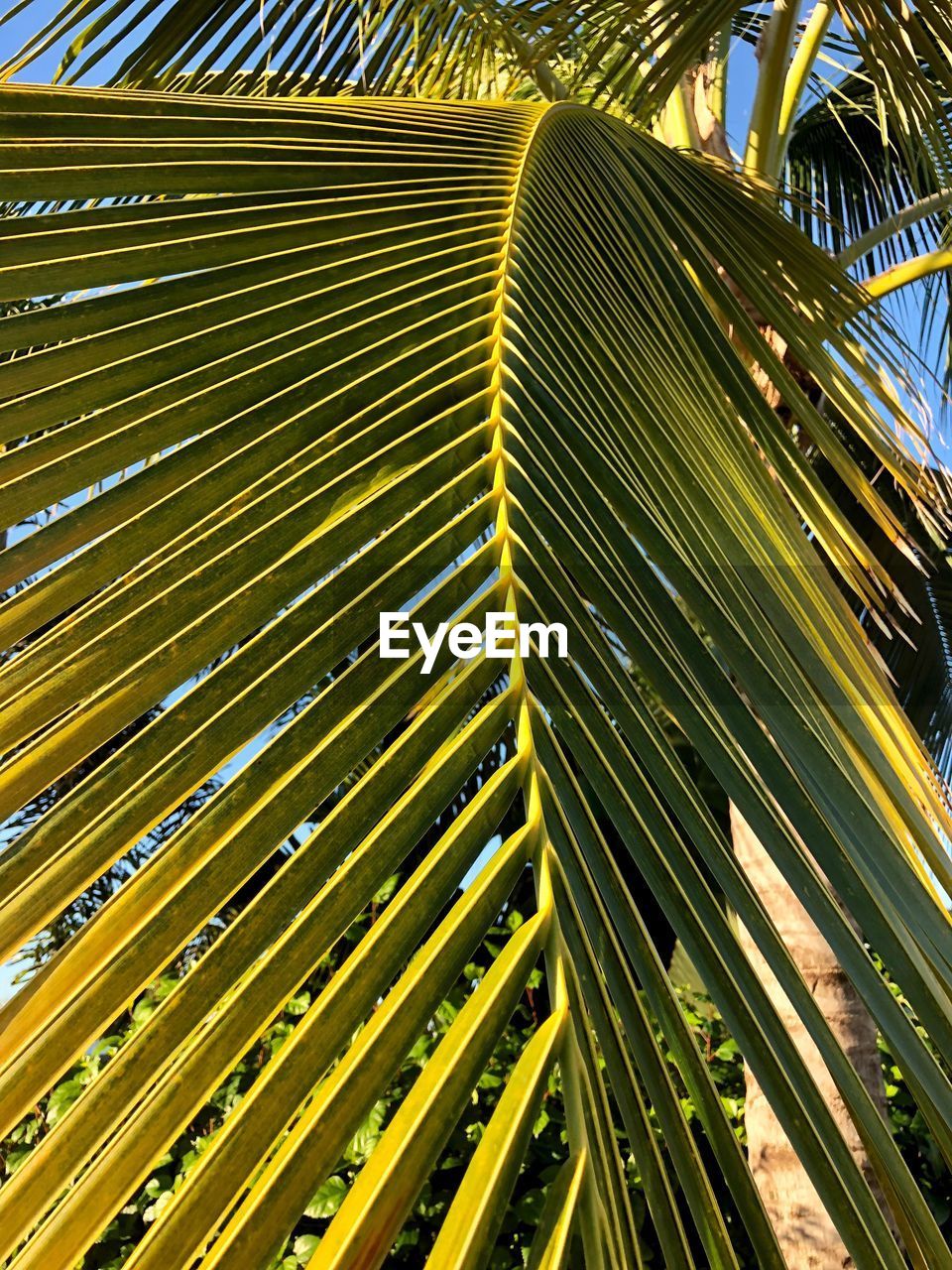 Low angle view of palm leaves