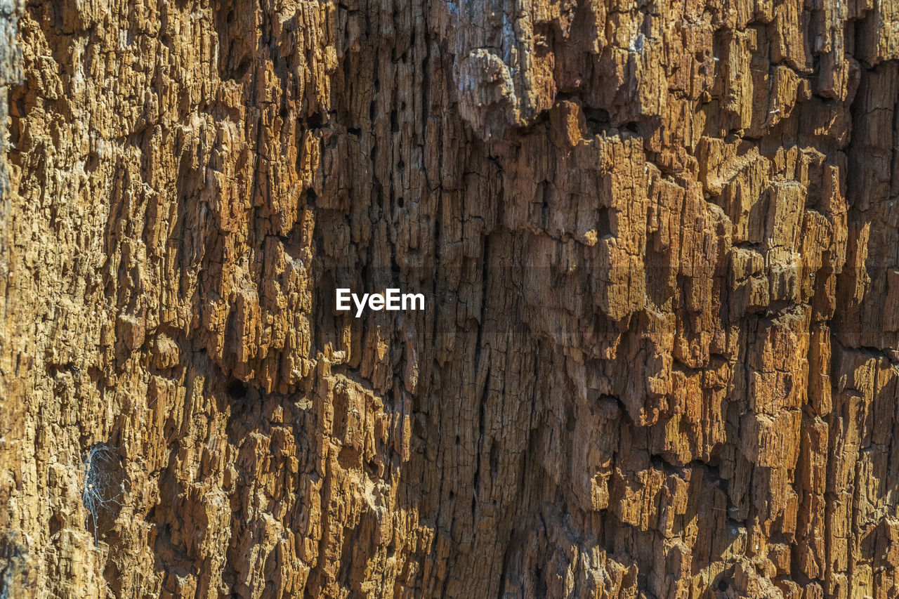 FULL FRAME SHOT OF WOOD WITH BARK