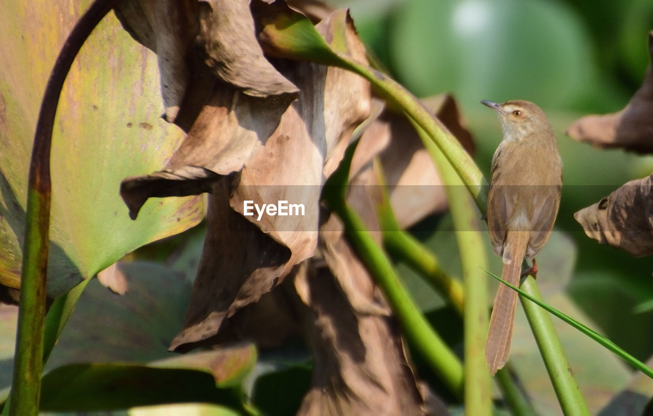 Close-up of bird perching on plant