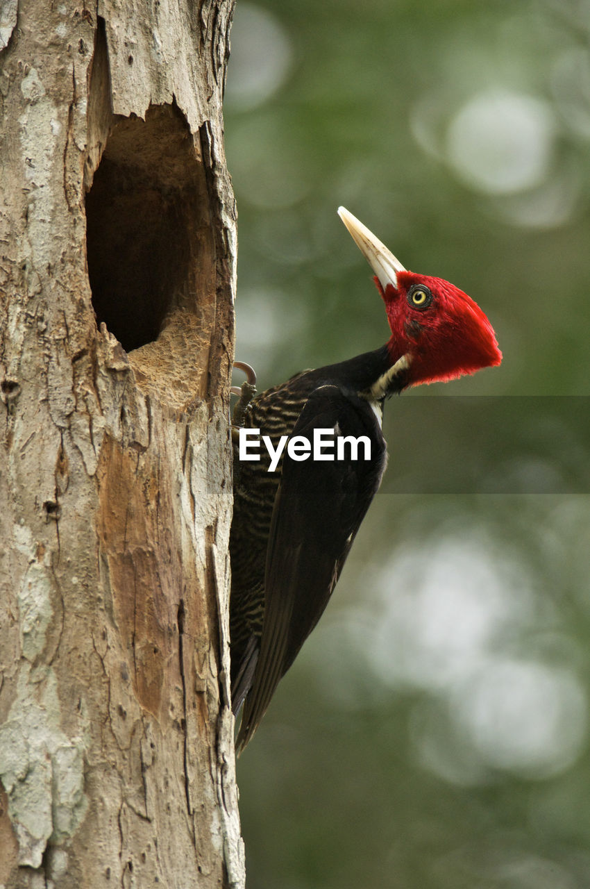 CLOSE-UP OF A BIRD PERCHING ON TREE