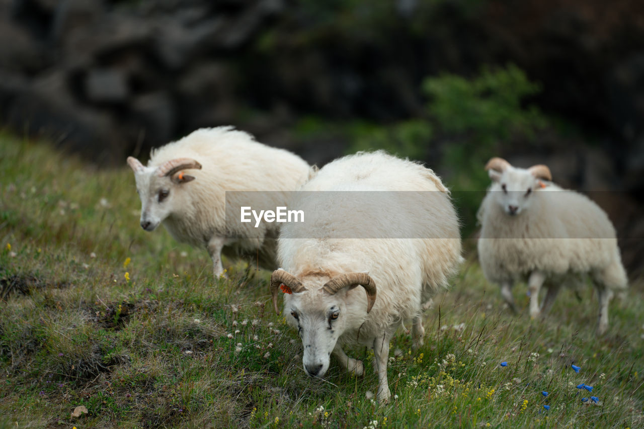 Icelandic sheep roaming the hills in iceland