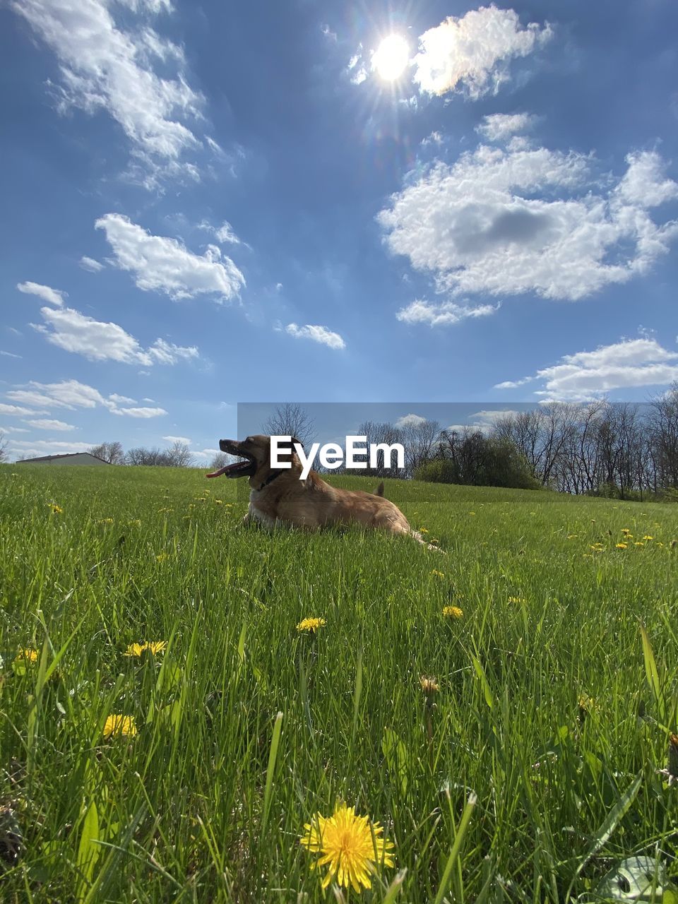 VIEW OF DOG ON GRASSY FIELD