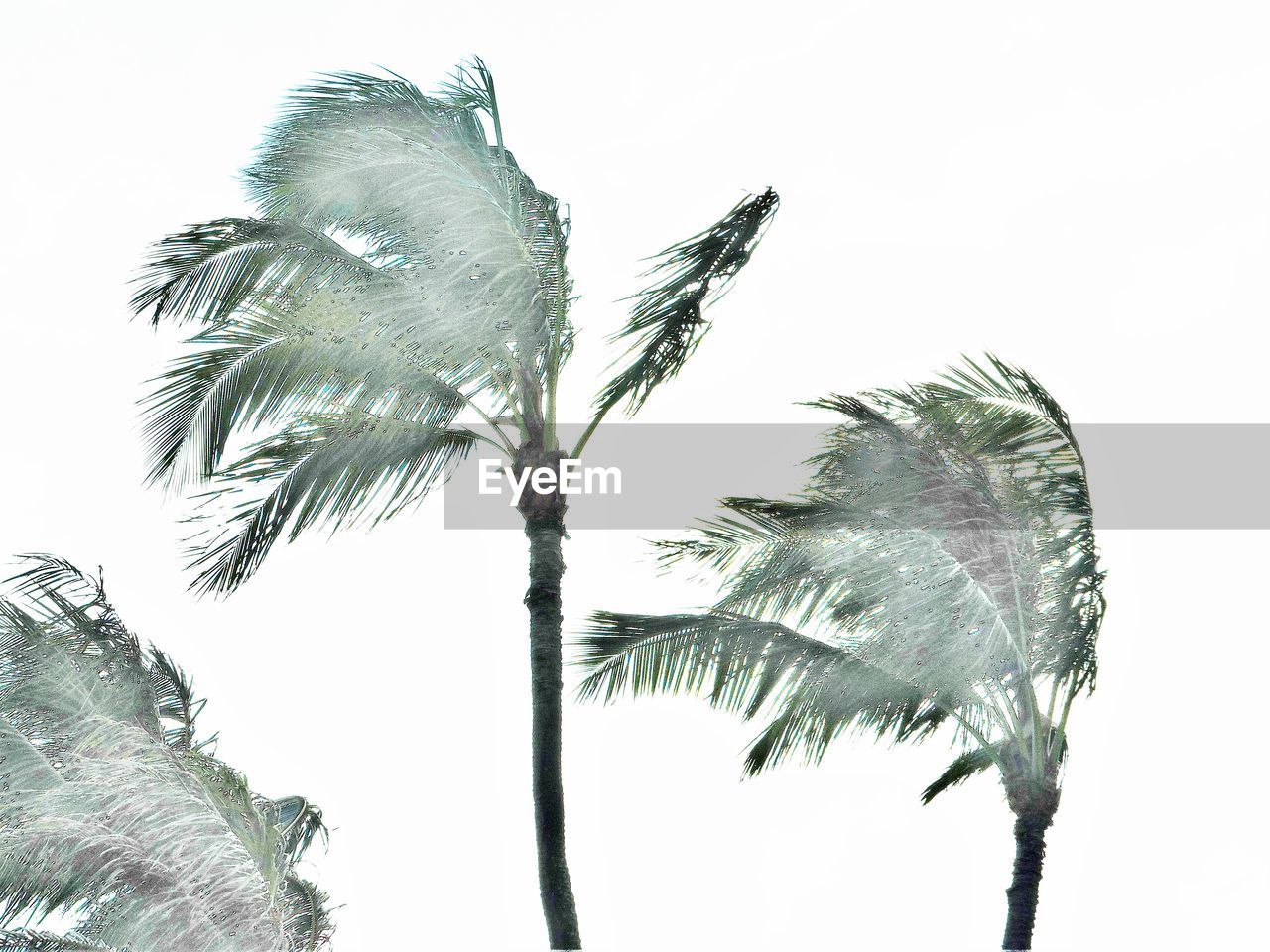 Storm winds blowing coconut palm trees against clear sky