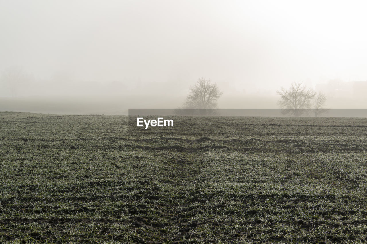 Fog over meadows and fields on the outskirts of bünde in east westphalia