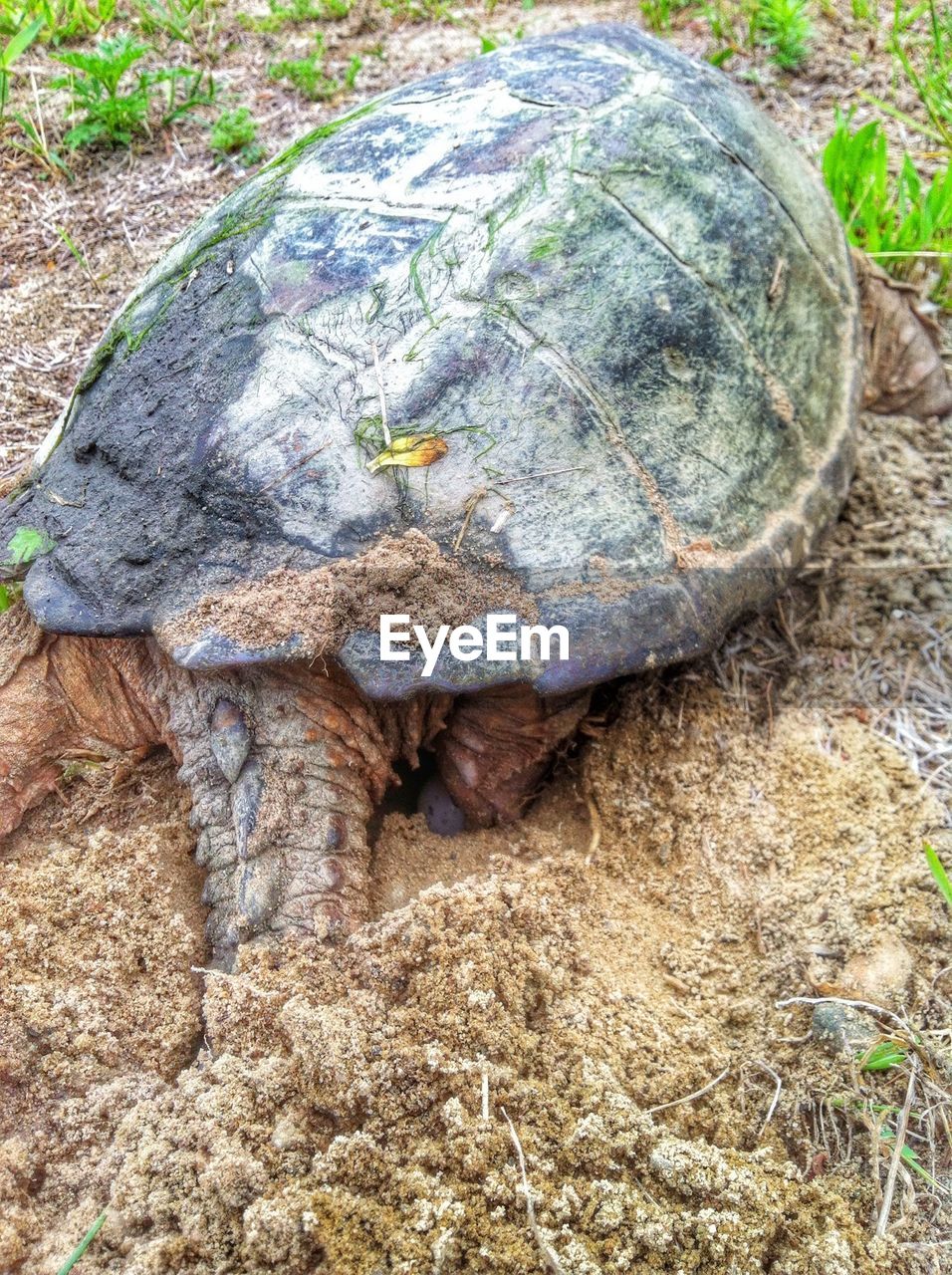 High angle view of turtle on field