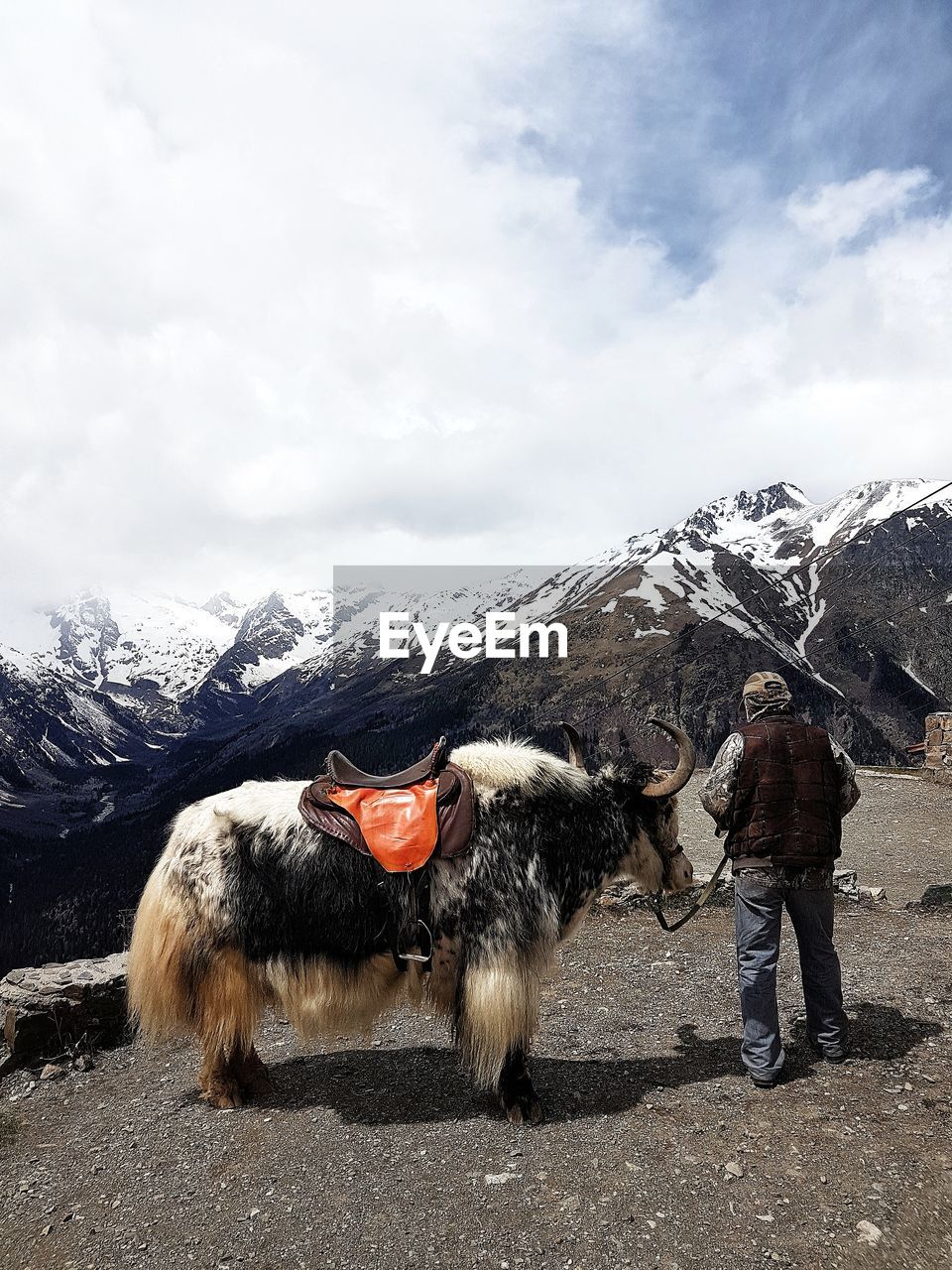 Rear view full length of man standing with yak on mountain during winter