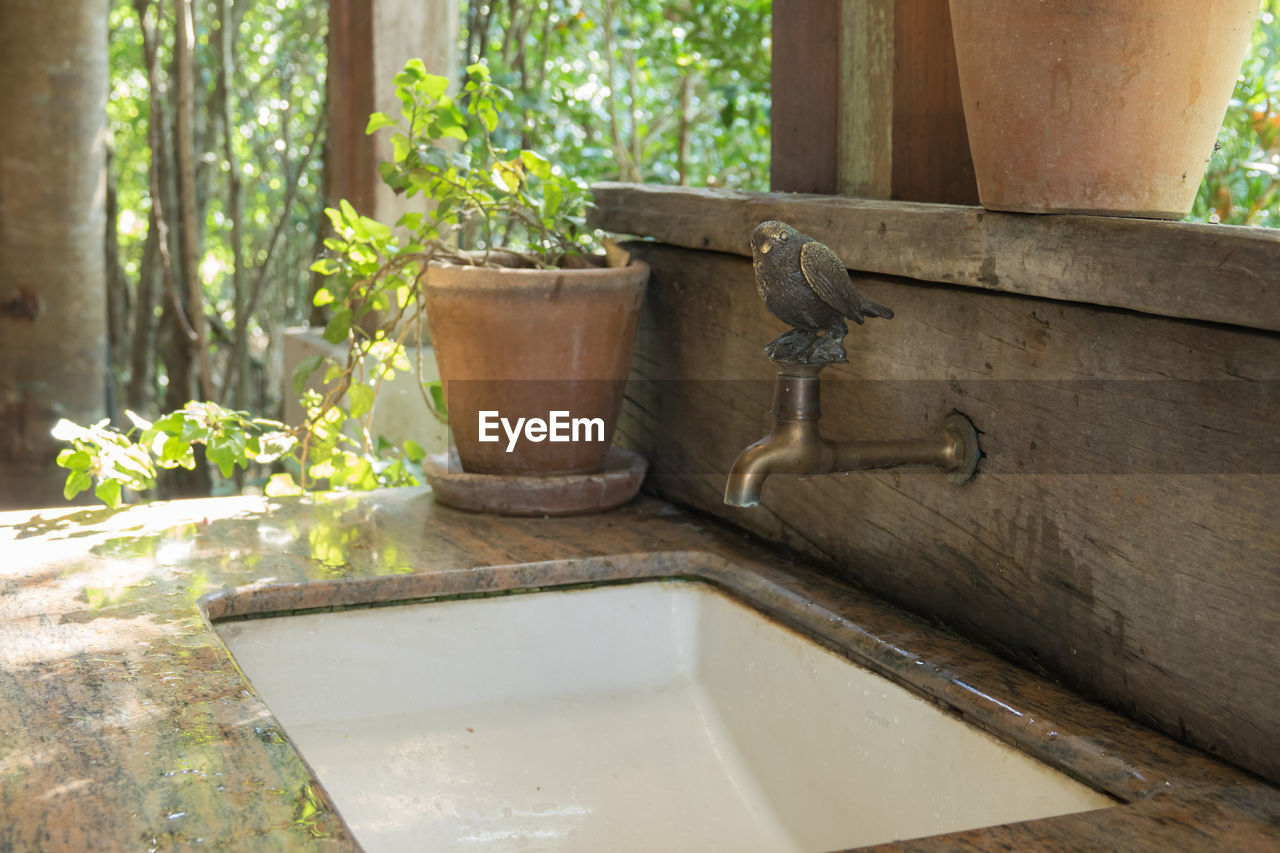 POTTED PLANTS IN BACKYARD