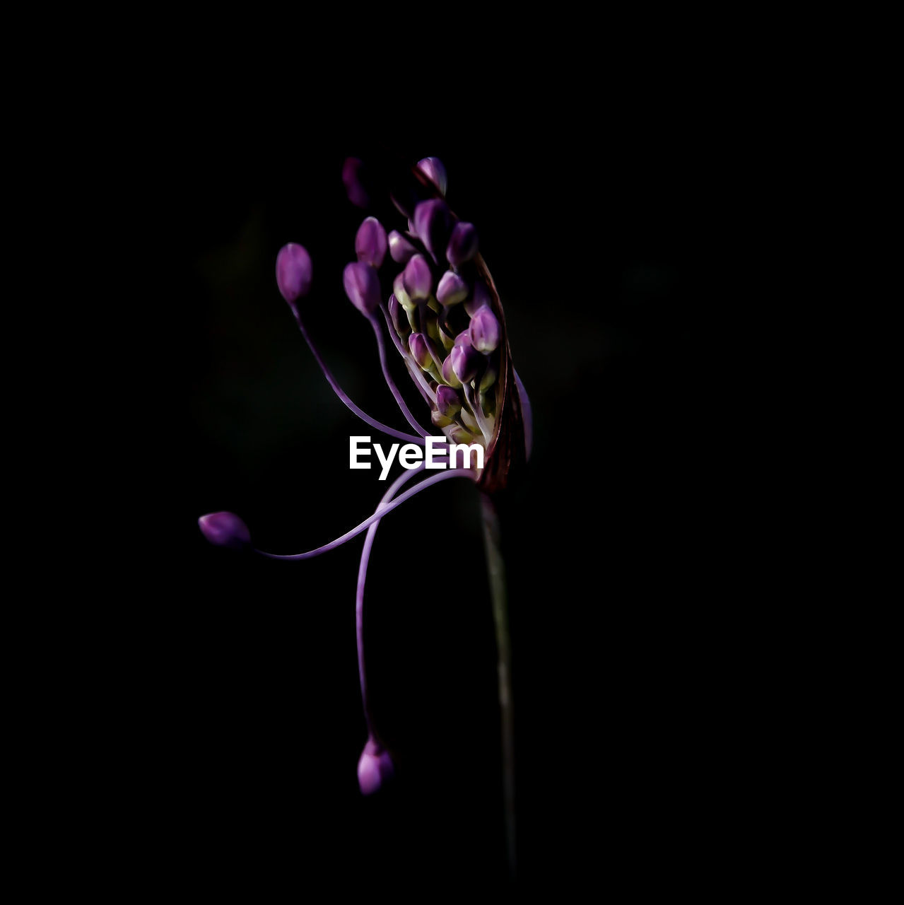 CLOSE-UP OF FLOWERS AGAINST BLACK BACKGROUND