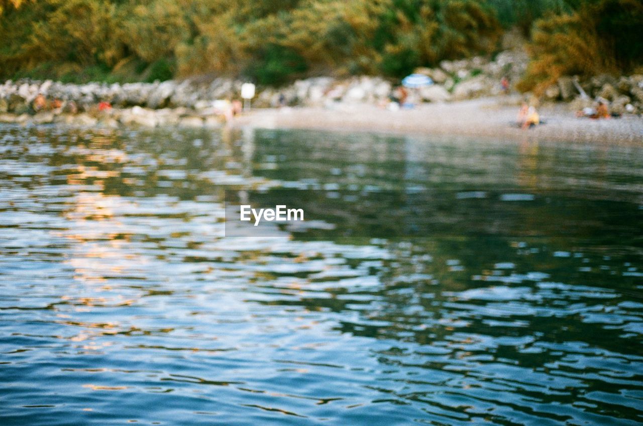 CLOSE-UP OF DUCKS ON LAKE