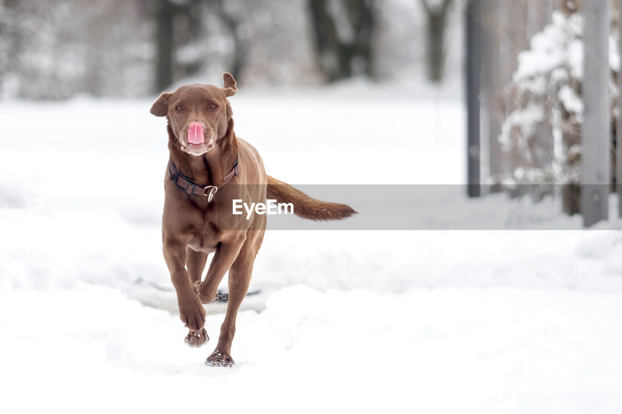 DOG RUNNING ON SNOW