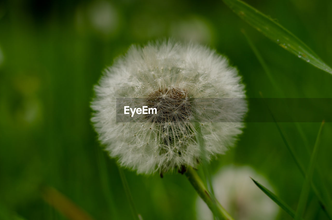 Close-up of dandelion flower