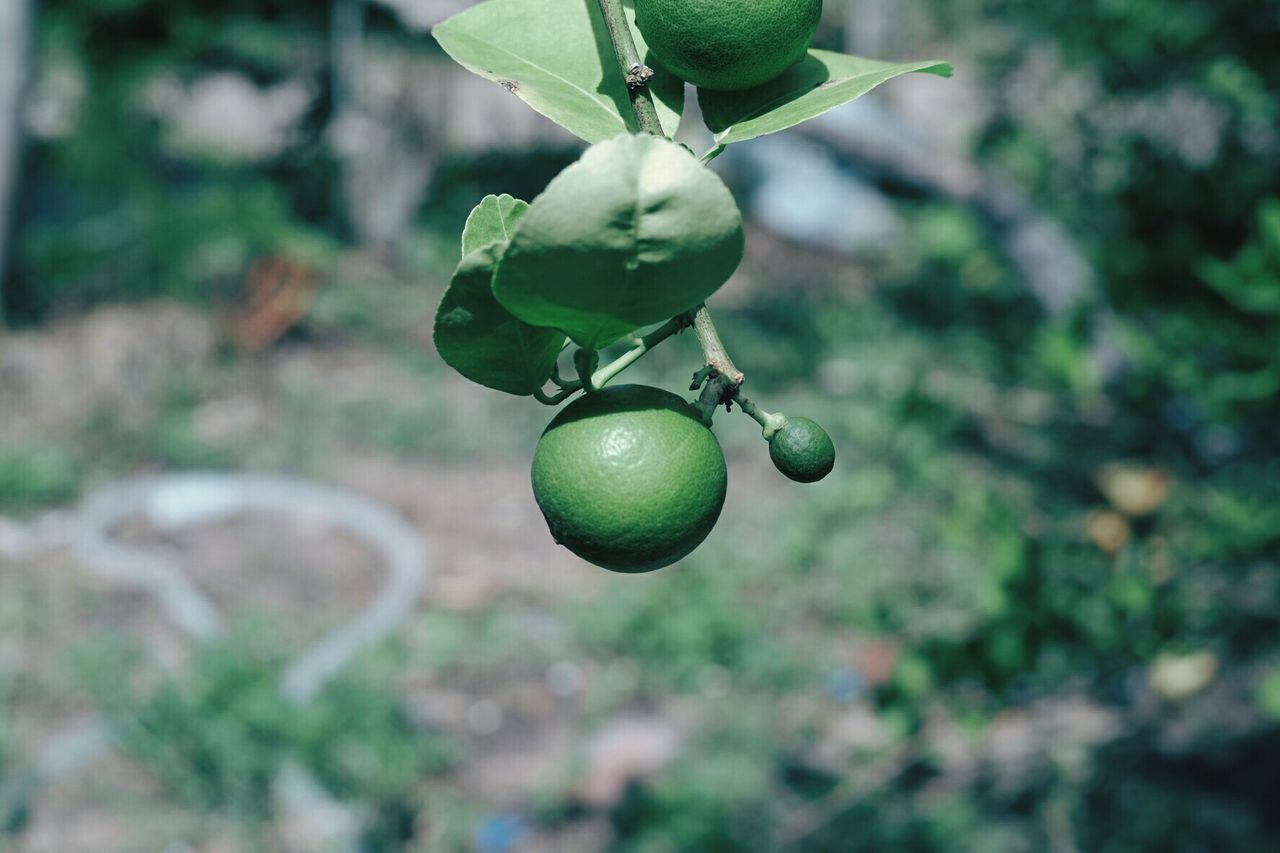 Close-up of fruit growing on tree