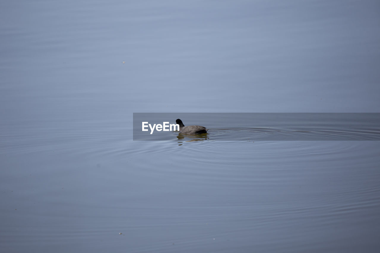 animal themes, animal wildlife, animal, water, wildlife, one animal, bird, lake, reflection, no people, duck, nature, swimming, wing, beauty in nature, waterfront, day, water bird, poultry, outdoors, rippled, floating, tranquility, floating on water, high angle view