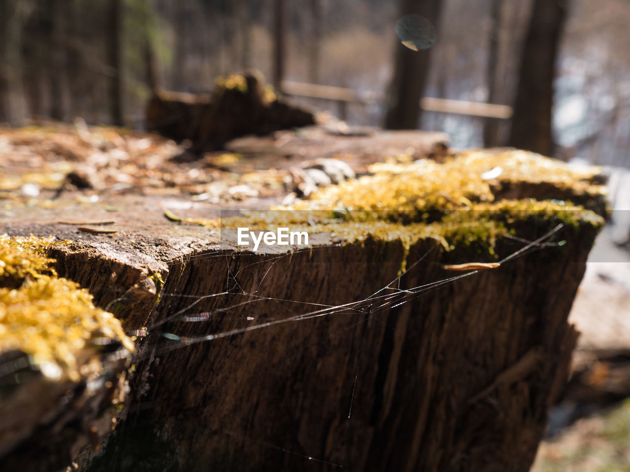 The glare of the spring sun in the forest web caught on a tree