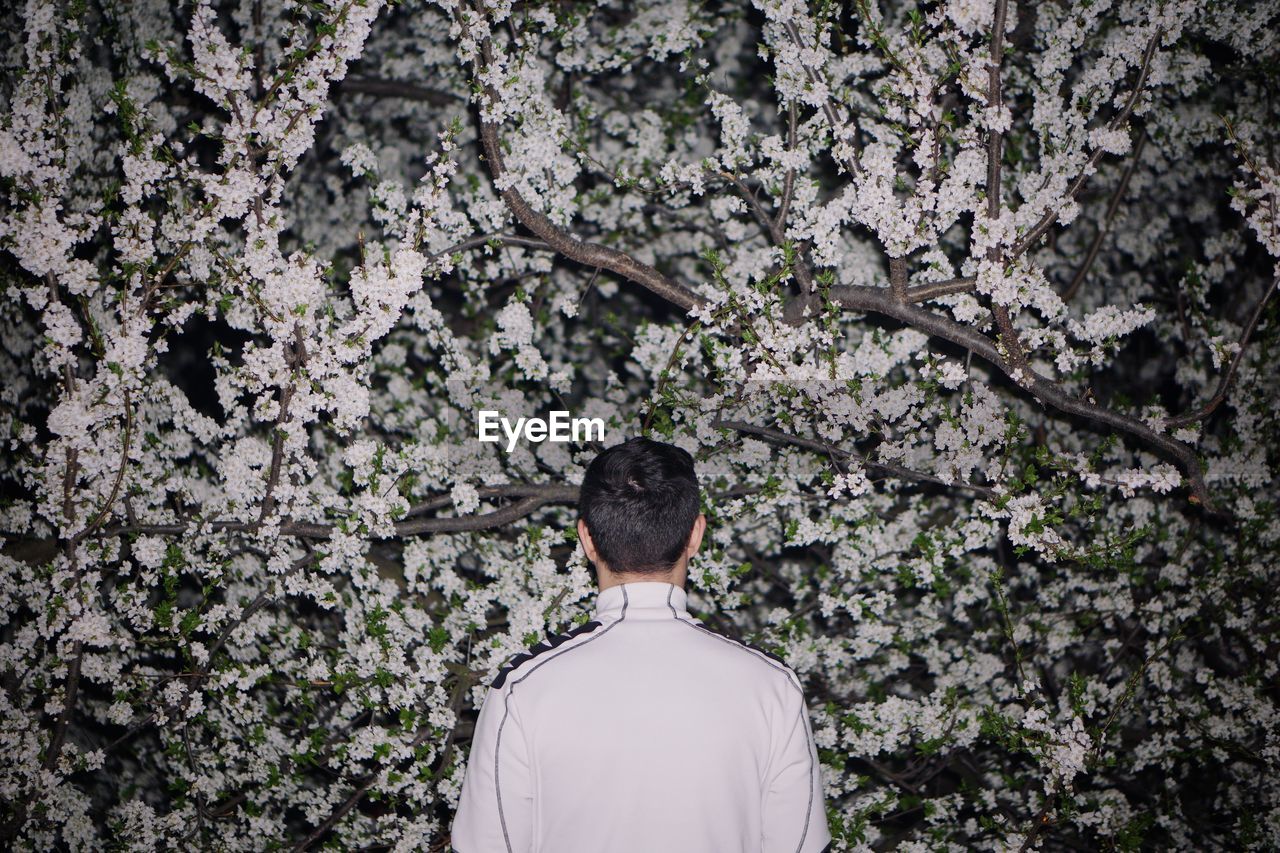 Rear view of man standing by cherry blossom tree