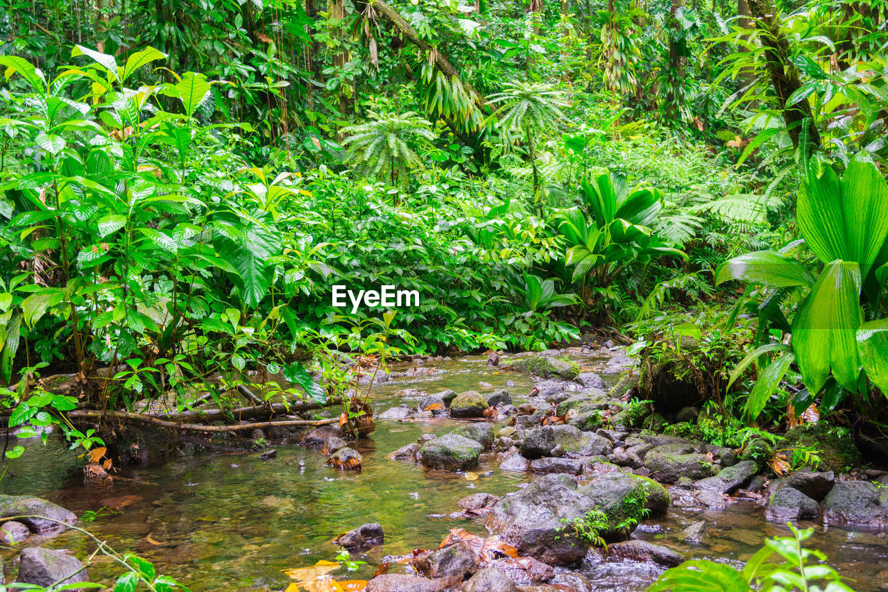 PLANTS GROWING IN STREAM