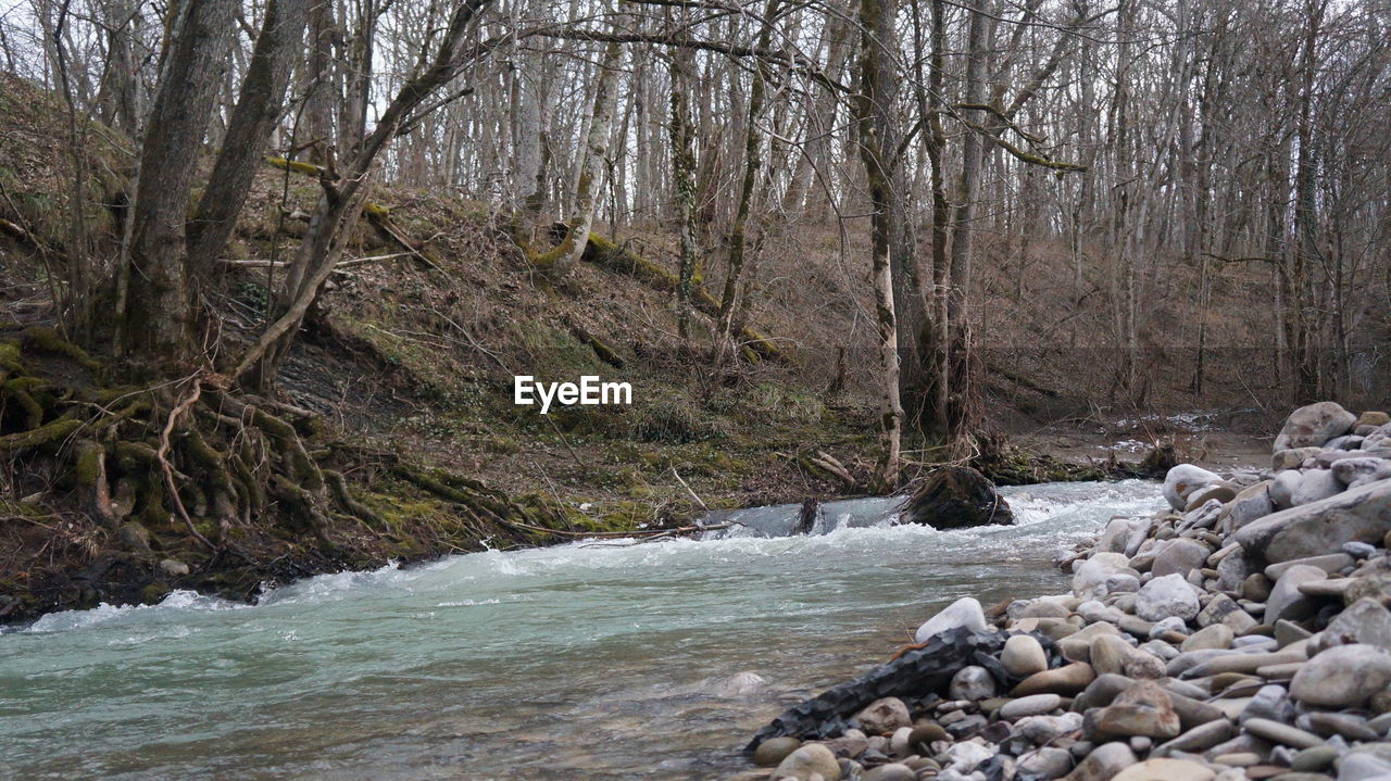 STREAM PASSING THROUGH FOREST