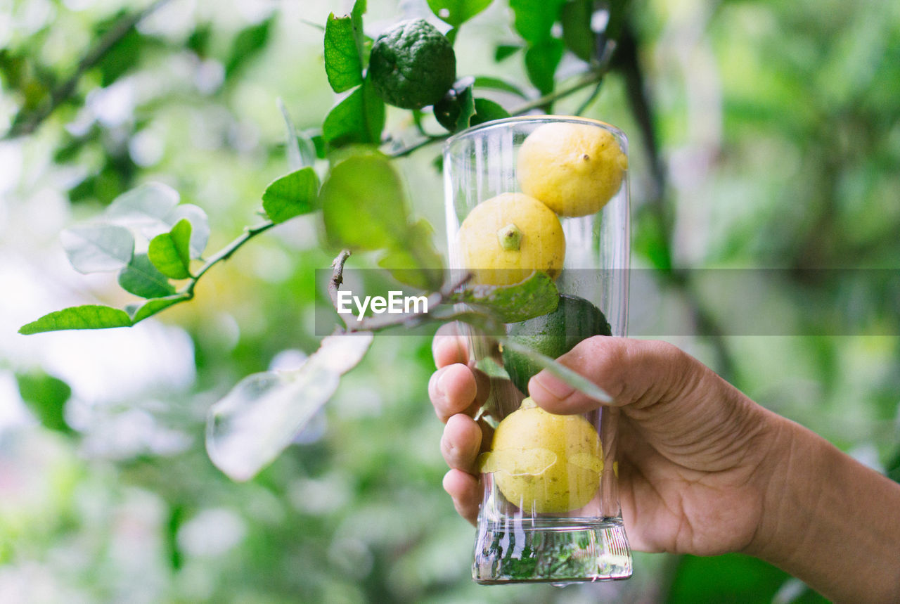 Human hand holding lemon in glass