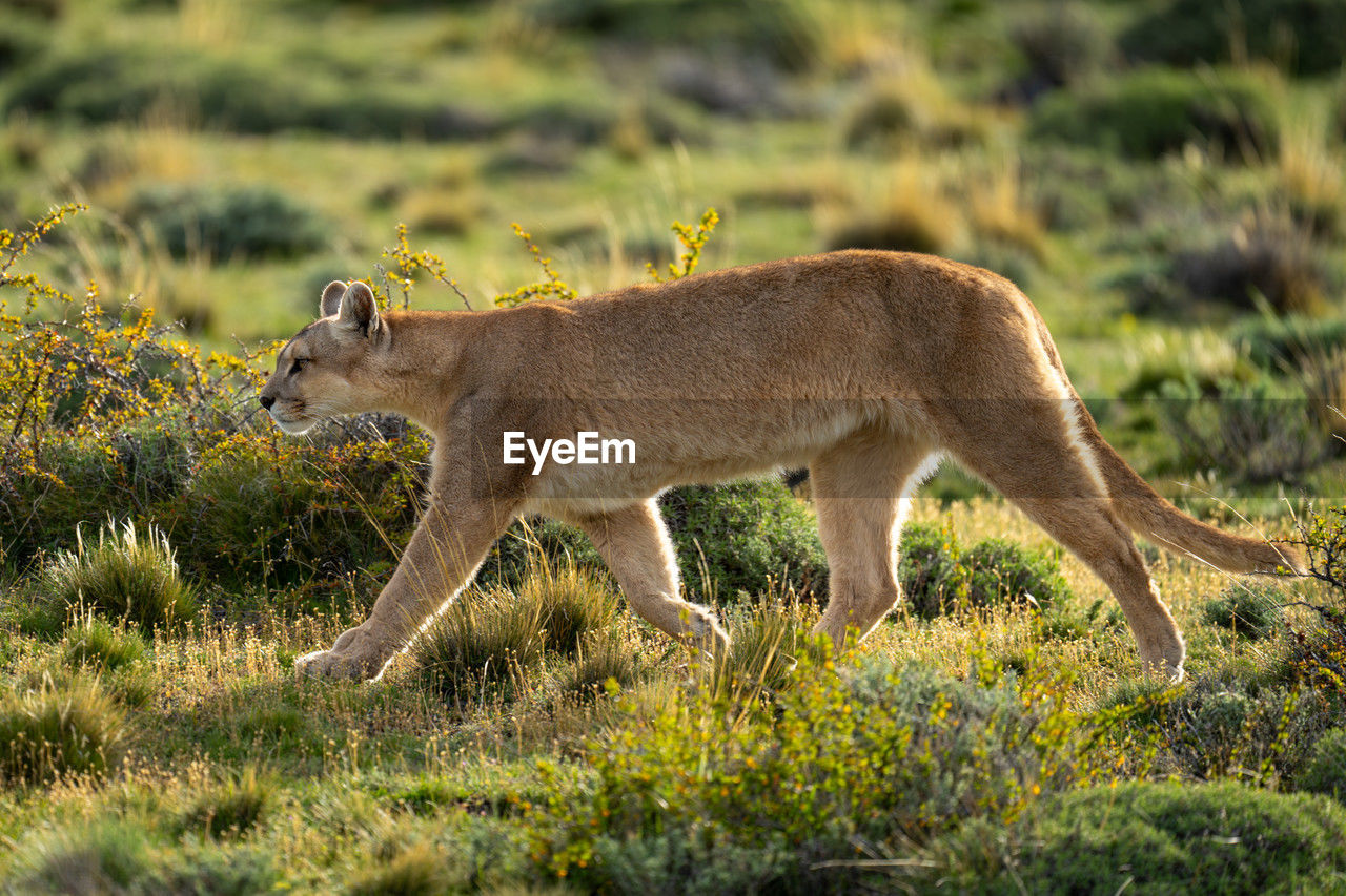 animal, animal themes, animal wildlife, mammal, wildlife, one animal, no people, side view, grass, nature, full length, plant, outdoors, animals hunting, grassland, feline, carnivora, day, travel destinations, savanna, safari