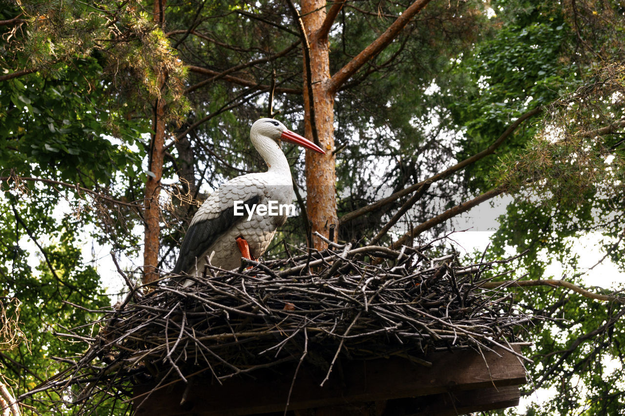 LOW ANGLE VIEW OF BIRD ON TREE