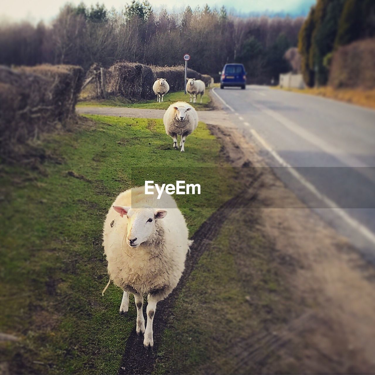 Sheep on roadside