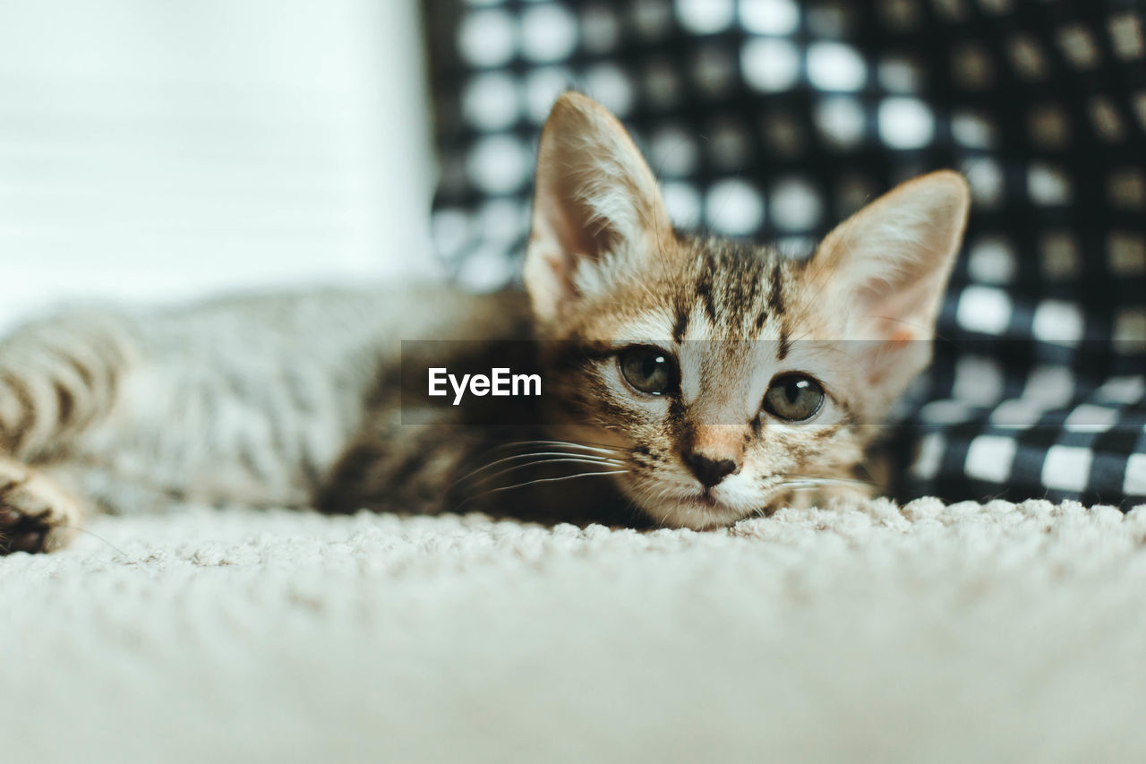 Close-up portrait of kitten relaxing on bed