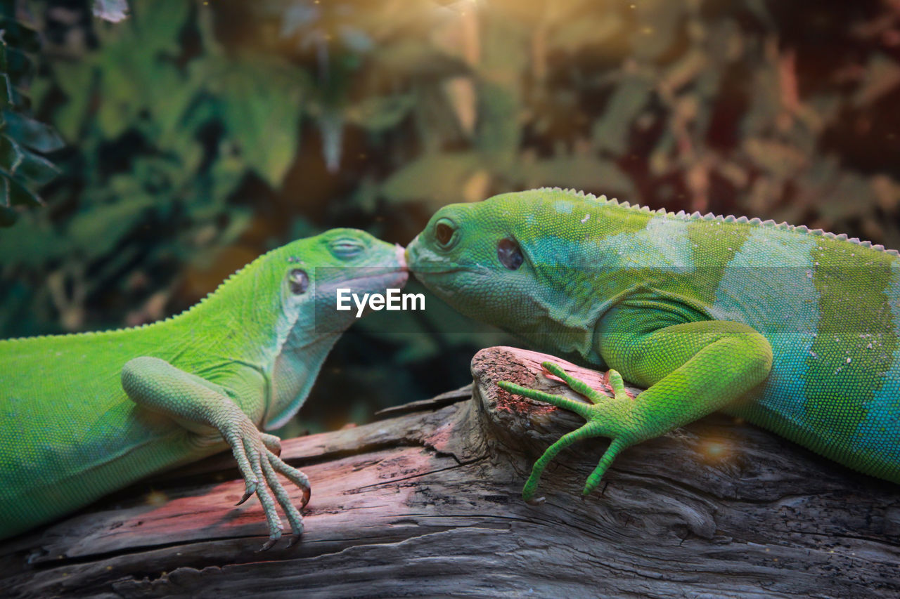 Portrait of two kissing geckos