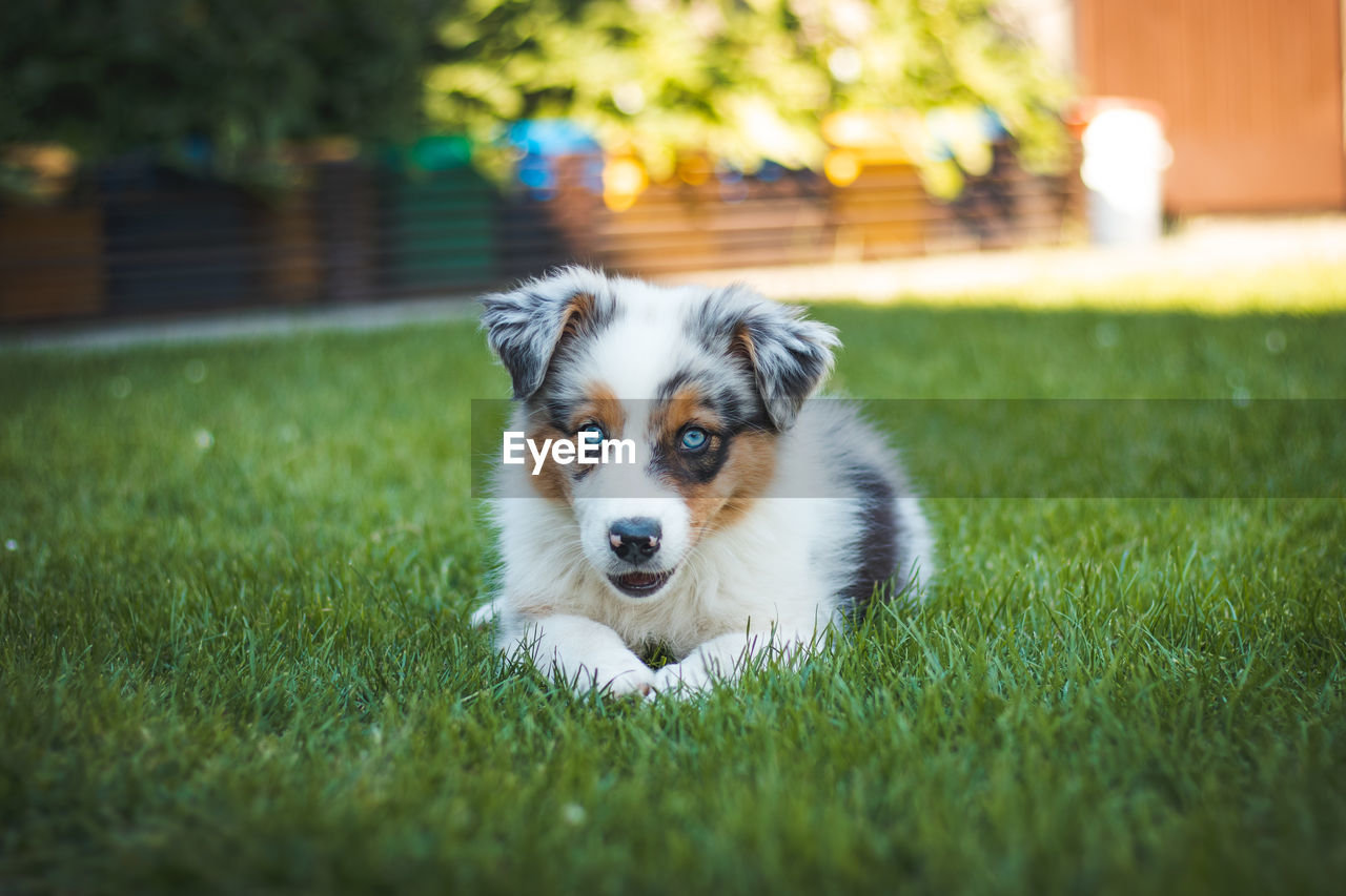 Australian shepherd puppy rests on the grass in the garden. blue eyes, brown and black spot