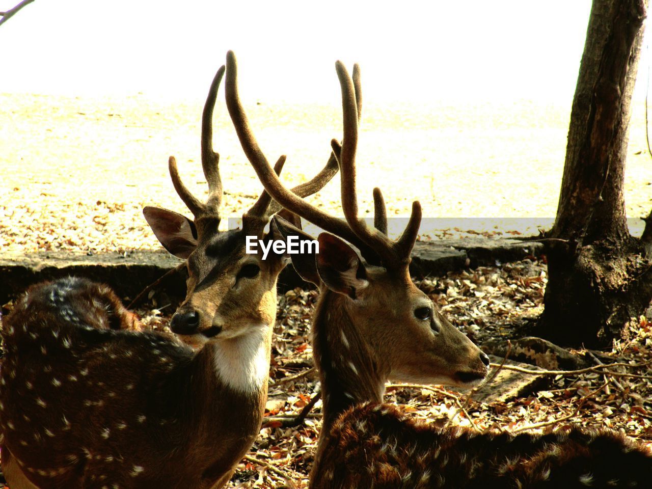 CLOSE-UP PORTRAIT OF DEER ON SHORE