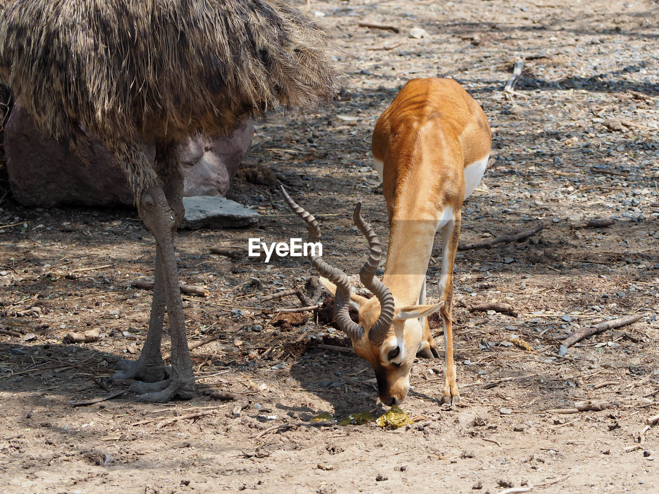 animal themes, animal, mammal, wildlife, animal wildlife, domestic animals, group of animals, nature, no people, land, two animals, field, day, zoo, livestock, sunlight, herbivorous, outdoors, agriculture, brown, animal body part, deer, young animal