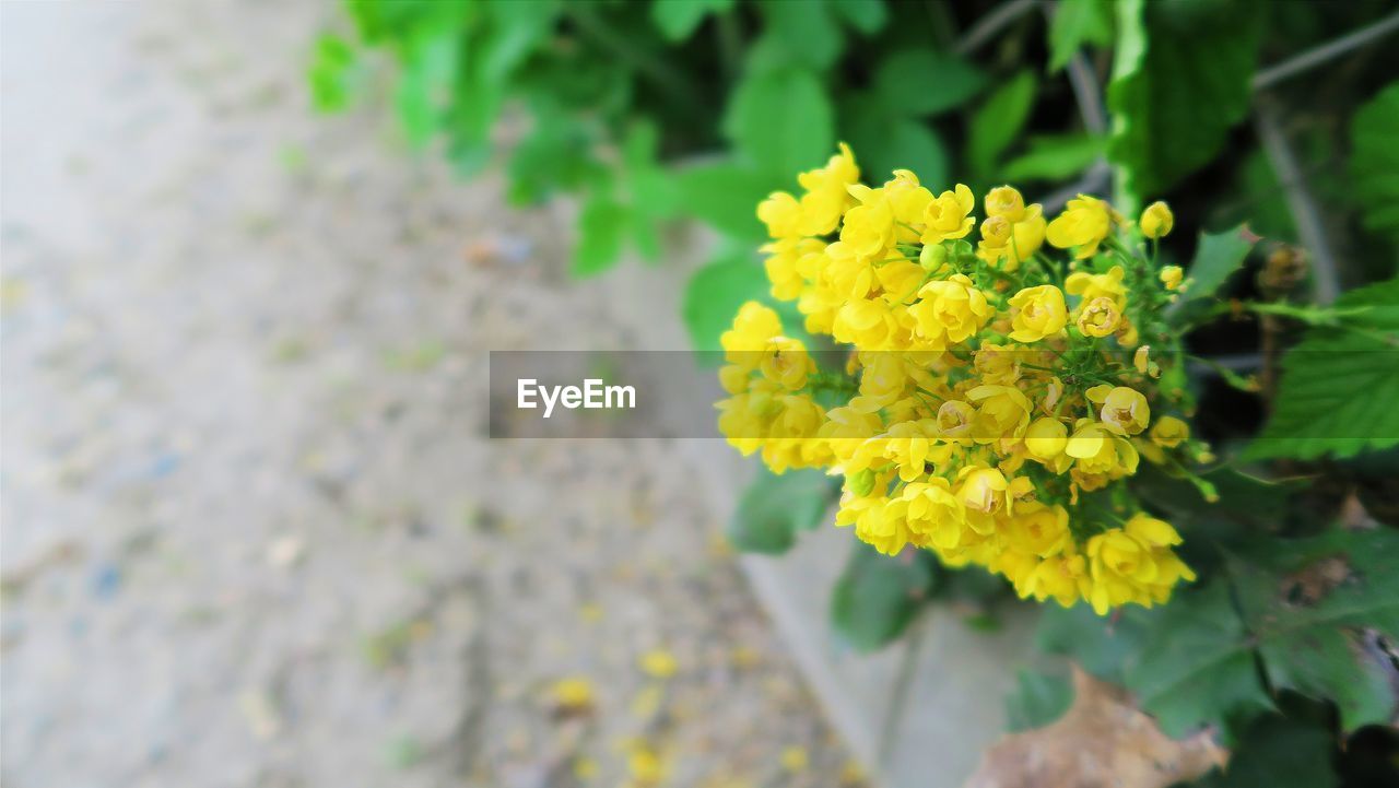 Close-up of yellow flowers blooming outdoors