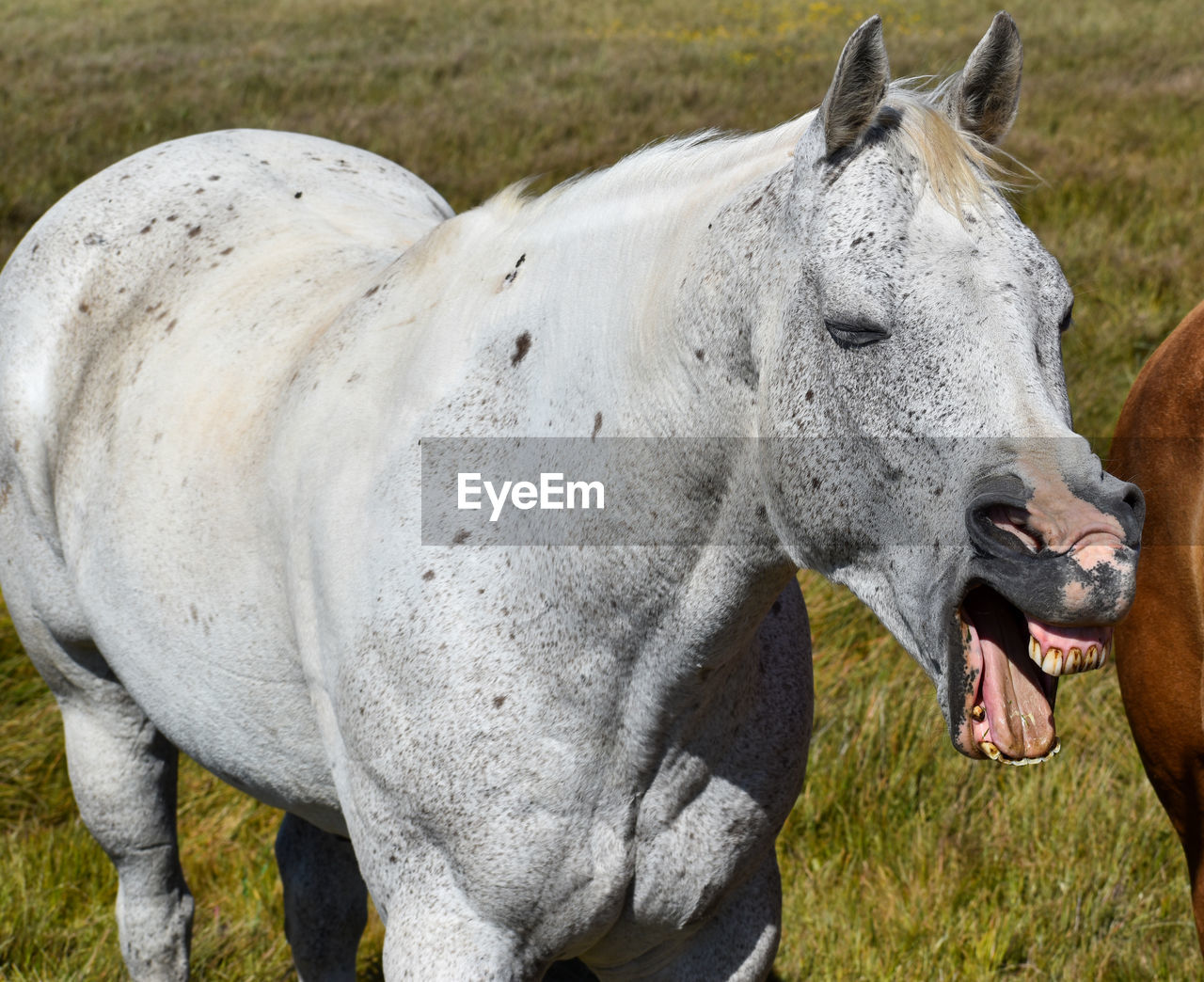 Beautiful tall white dappled horse yawning very funny animal and gums teeth showing  with mouth open