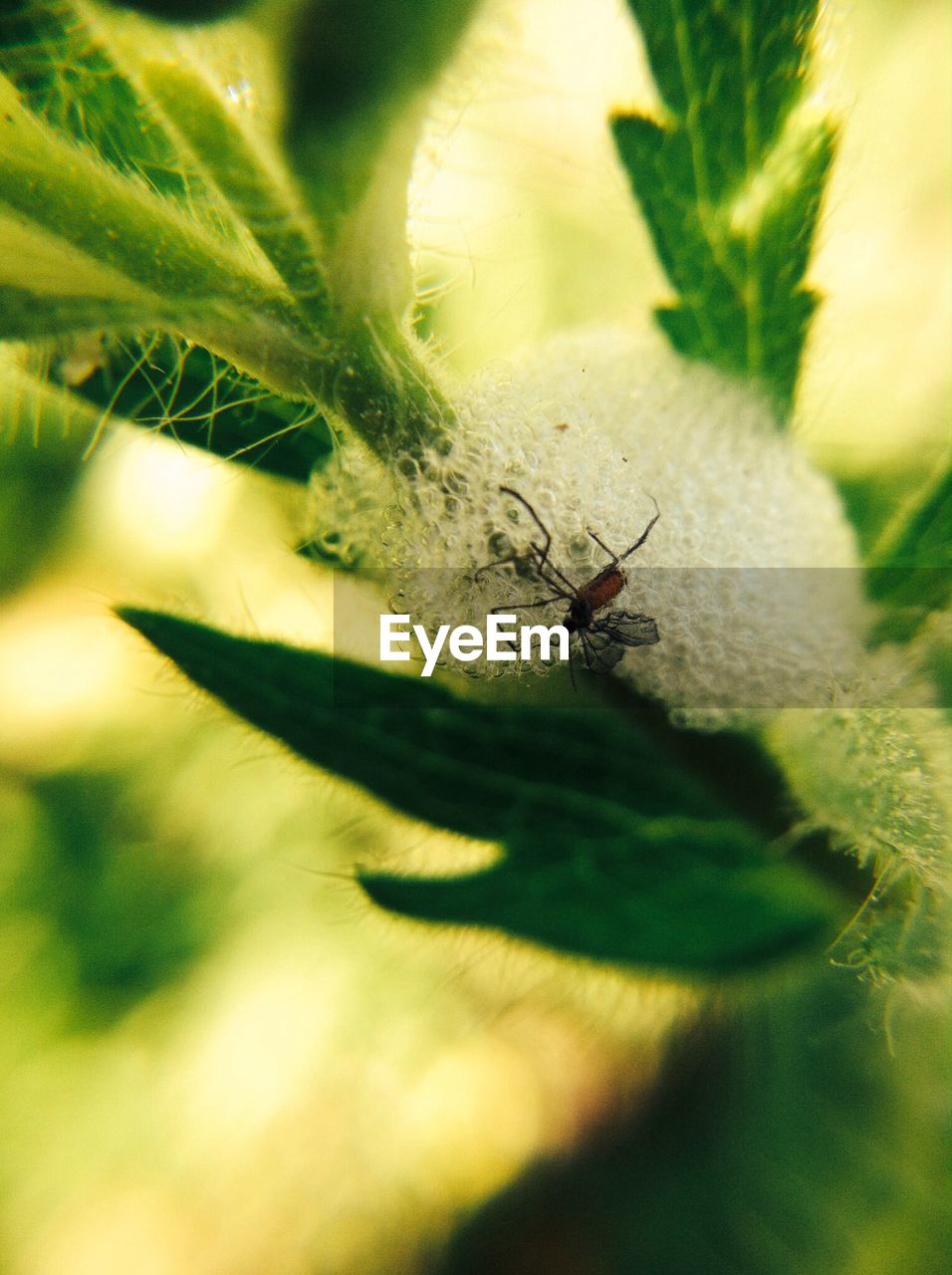 An insect crawling on a plant stalk