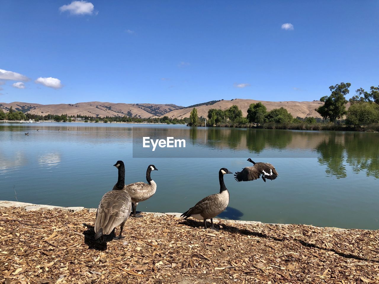 Birds on lake against sky