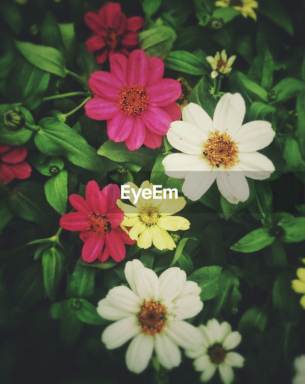 CLOSE-UP OF PINK FLOWER BLOOMING OUTDOORS