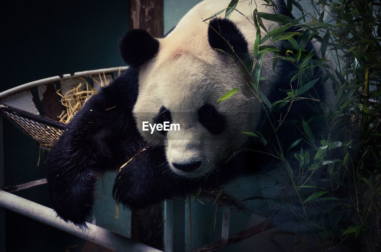 Close-up of giant panda