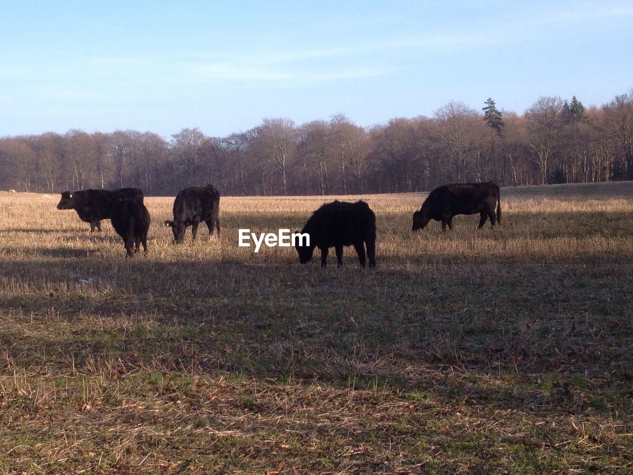 Cows grazing on field against sky