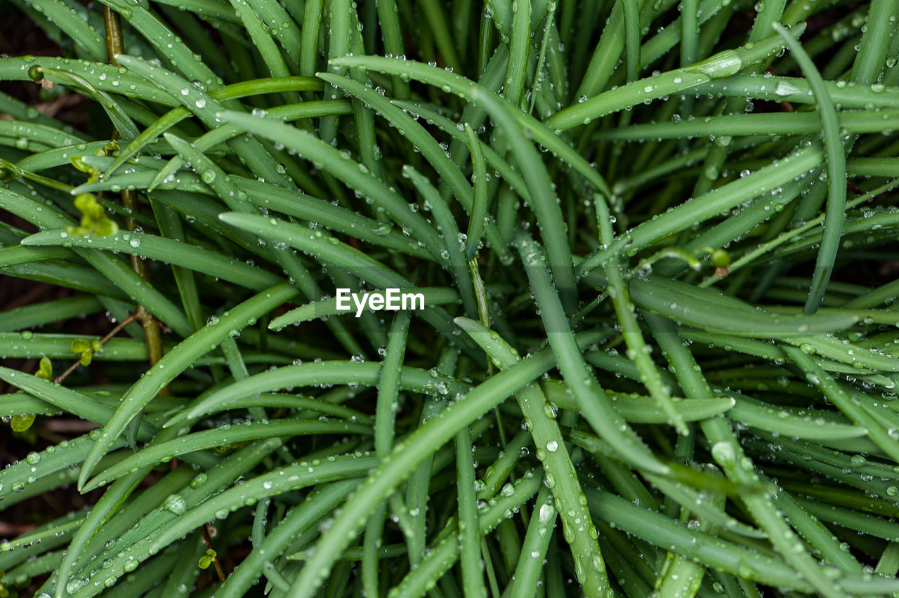 Full frame shot of wet plants during rainy season
