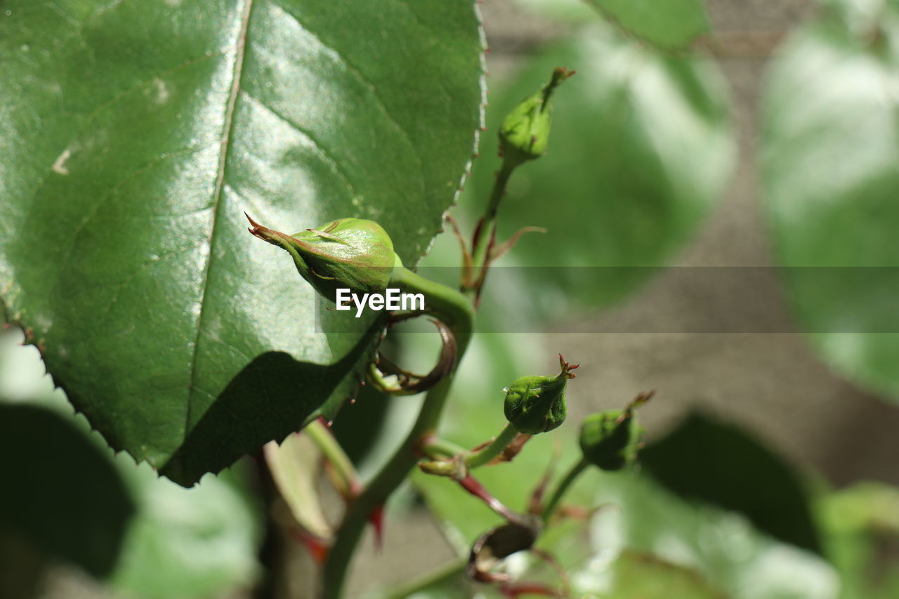 CLOSE-UP OF GRASSHOPPER ON LEAF