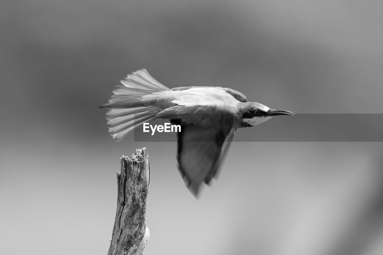 Mono european bee-eater flies past tree stump