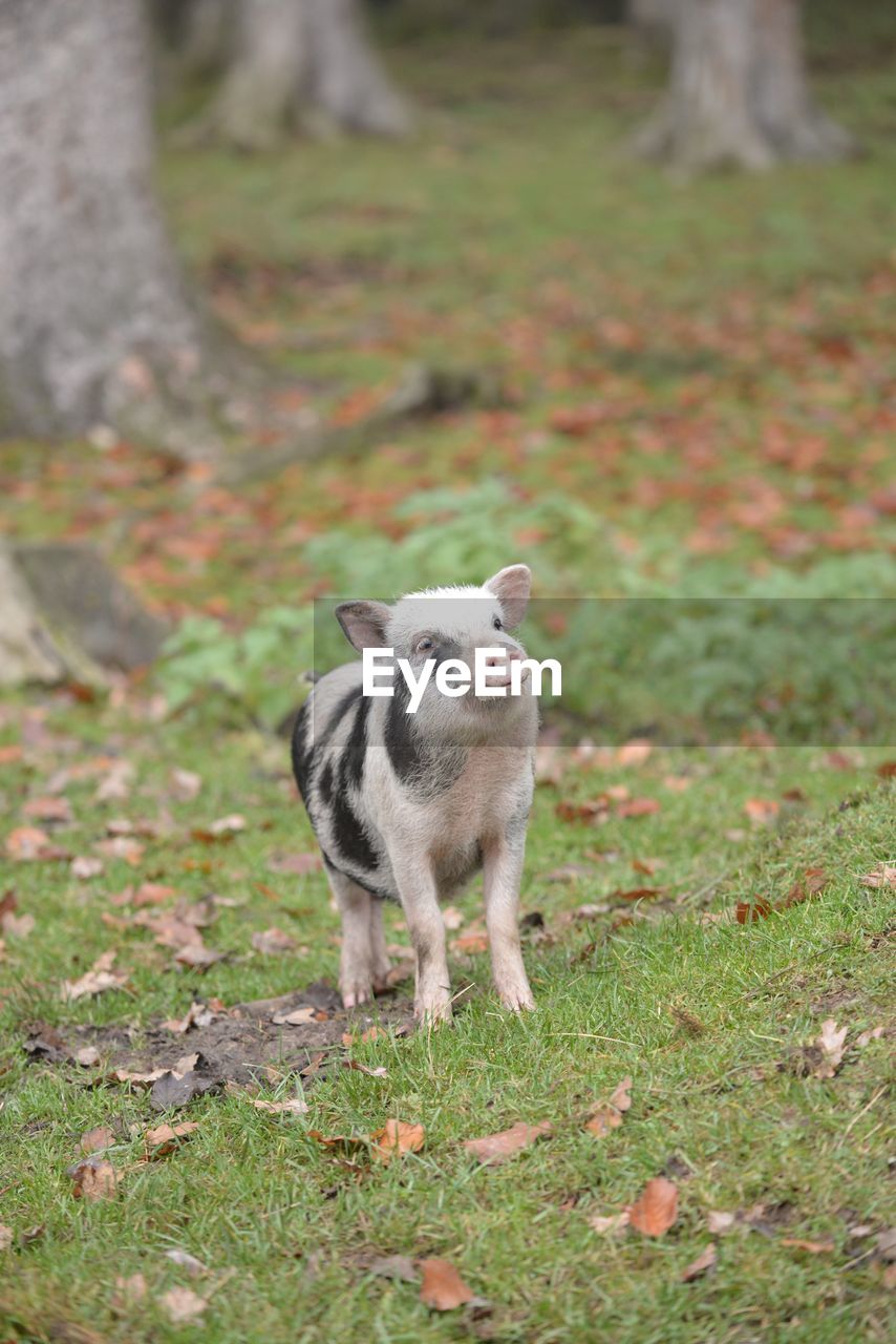 Portrait of pig standing on grass