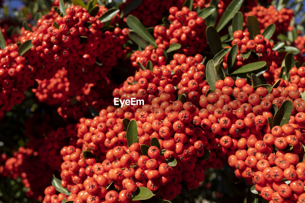 close-up of grapes growing on tree