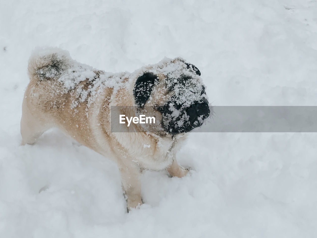 High angle view of a dog in snow