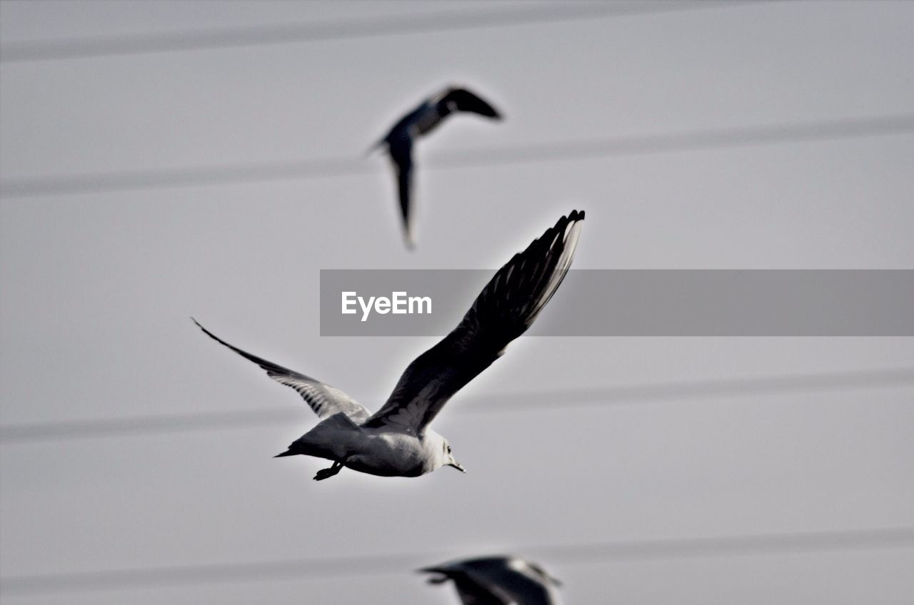 Close-up of seagulls flying in sky