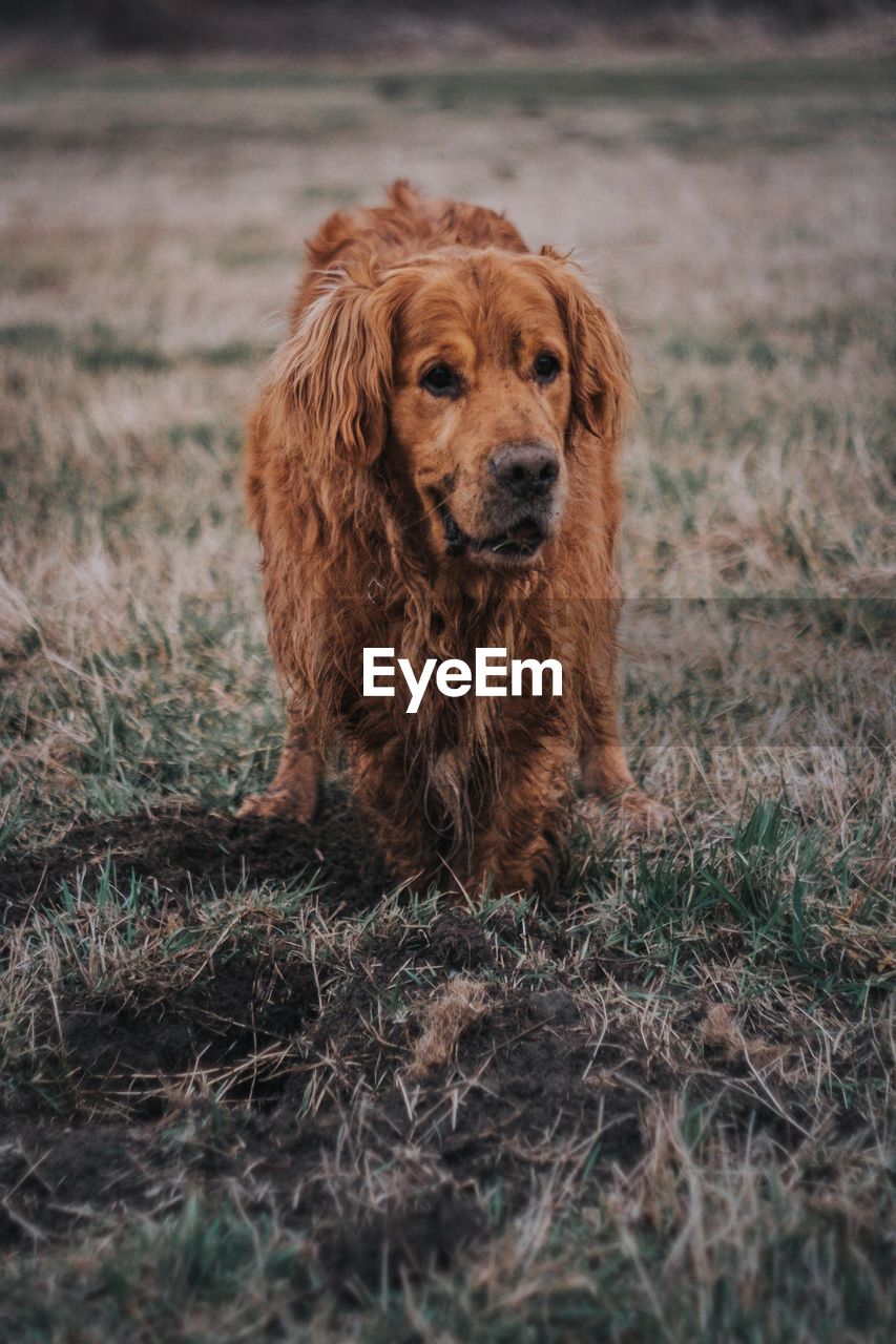 Close-up of dog on field