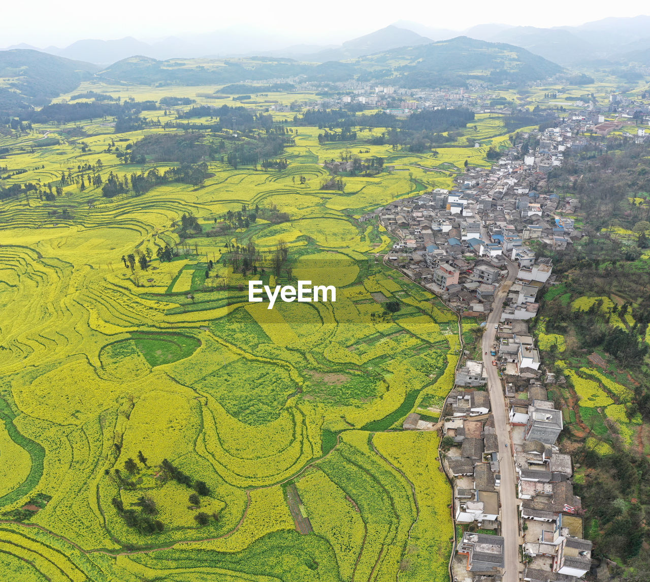 Aerial view of rapeseed flowers in luoping, yunnan - china